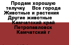 Продам хорошую телучку. - Все города Животные и растения » Другие животные   . Камчатский край,Петропавловск-Камчатский г.